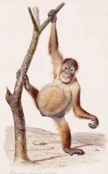 Orang-outan, 1836