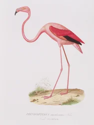 Phenicopterus americanus (Flamenco) gravé par Fournier, pub. par Bougeard