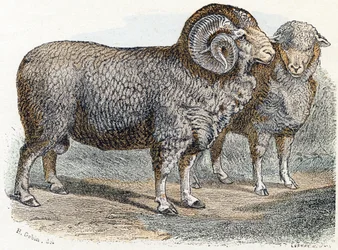 Mouton - 