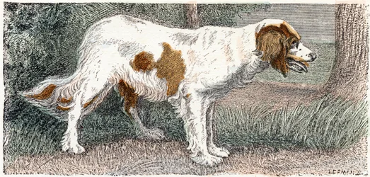 Épagneul - Alphabet illustré des animaux 19ème siècle (gravure)