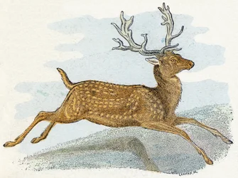 Suède - Alphabet illustré des animaux