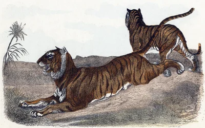 Tigres - "Alphabet illustrant les animaux" XIXe siècle