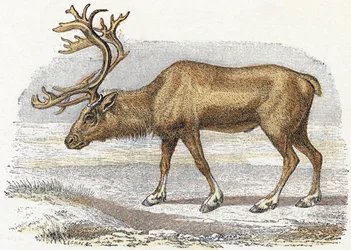 Alphabet illustré des animaux (gravure)