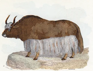 Yak - « L