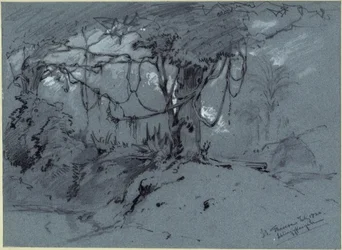 Arbre avec plantes grimpantes