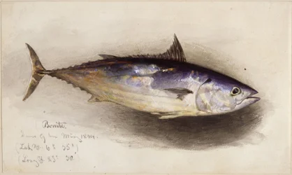 Étude de poisson (thon bonito)