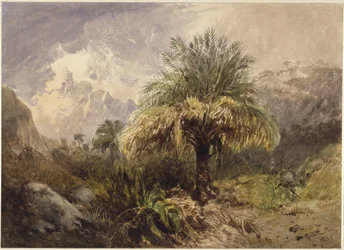 Palmiers dans les montagnes