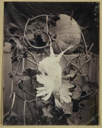 Nature morte avec oiseau mort et citrouille
