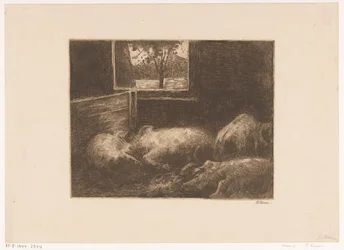 Cochons dans une étable