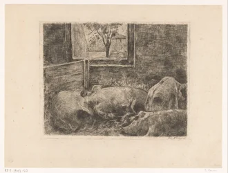 Cochons dans une étable
