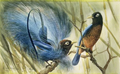 Oiseau de paradis bleu, 1909