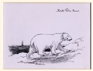 Ours polaire, vers 1905