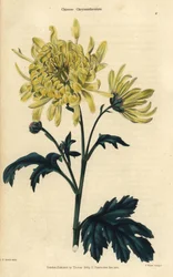Chrysanthème de Chine à fleurs jaunes