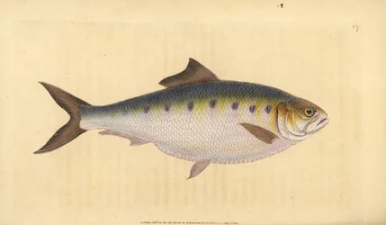 Alose, Alosa alosa. Gravure à la main par Edward Donovan de son "Histoire naturelle des poissons britanniques"