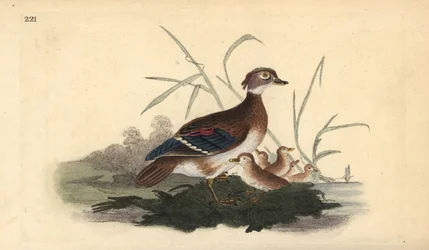 Canard branchu américain (femelle et jeunes). Gravure à la main en cuivre dessinée et gravée par Edward Donovan de son propre Histoire naturelle des oiseaux britanniques, Londres