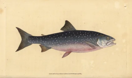 Omble chevalier, Salvelinus alpinus alpinus