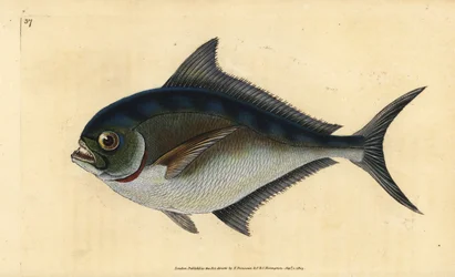 Castagnole, Brama brama