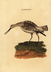 Barge rousse, Limosa lapponica