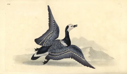Bernache nonnette, Branta leucopsis