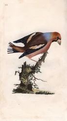Gros-bec casse-noyaux. Coccothraustes (Loxia coccothraustes). Gravure en cuivre par Edward Donovan (1768-1837), publiée dans Histoire naturelle des oiseaux britanniques, Londres