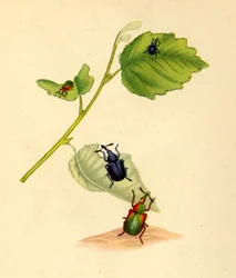 Charançons du bouleau : Curculio betulae, 1794, 1945