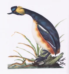 Grèbe à cou noir, Nature en Grande-Bretagne publiée par Collins, 1946