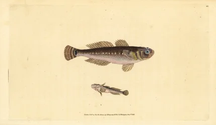 Gobie noir, Gobius niger