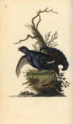 Grand tétras, Tetrao tetrix