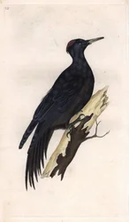 Pic noir. Dryocopus martius. Gravure sur cuivre par Edward Donovan, publiée dans "Histoire naturelle des oiseaux britanniques"