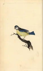Mésange bleue, Cyanistes caeruleus. Gravure à la main en cuivre dessinée et gravée par Edward Donovan de son propre "Histoire naturelle des oiseaux britanniques," Londres