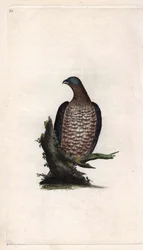 Bondrée apivore, Pernis apivorus. Gravure en cuivre par Edward Donovan (1768-1837), publiée dans Histoire naturelle des oiseaux britanniques, Londres