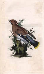 Jaseur boréal. Bombycilla garrulus. Gravure sur cuivre par Edward Donovan, publiée dans Histoire naturelle des oiseaux britanniques, Londres