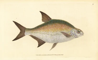 Brème, Abramis brama (Cyprinus brama)