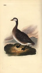 Bernache du Canada, Branta canadensis