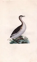Grèbe castagneux. Tachybaptus ruficollis (Podiceps nigricans). Gravure sur cuivre publiée dans Histoire naturelle des oiseaux britanniques, Londres