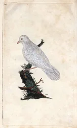 Geai des chênes. Gravure sur cuivre par Edward Donovan, publiée dans Histoire naturelle des oiseaux britanniques