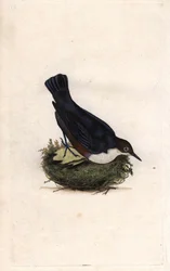 Cincle plongeur. Cinclus cinclus. Gravure en cuivre par Edward Donovan (1768-1837), publiée dans Histoire naturelle des oiseaux britanniques, Londres