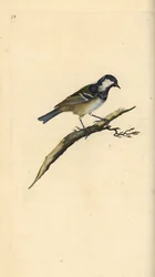 Mésange noire, Periparus ater. Gravure à la main en cuivre dessinée et gravée par Edward Donovan de son propre "Histoire naturelle des oiseaux britanniques," Londres