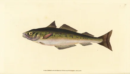 Lieu noir ou colin, Pollachius virens (Gadus carbonarius). Gravure à la main en cuivre dessinée et gravée par Edward Donovan de son Histoire naturelle des poissons britanniques, Donovan et F.C. et J. Rivington, Londres