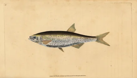 Ablette commune, Alburnus alburnus (Cyprinus alburnus). Gravure à la main en cuivre dessinée et gravée par Edward Donovan de son Histoire naturelle des poissons britanniques, Donovan et F.C. et J. Rivington, Londres