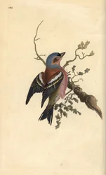 Pinson des arbres, Fringilla coelebs. Gravure à la main en cuivre dessinée et gravée par Edward Donovan de son propre "Histoire naturelle des oiseaux britanniques," Londres