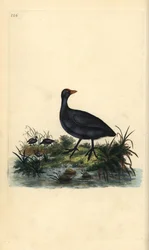 Foulque macroule, Fulica atra. Gravure à la main en cuivre dessinée et gravée par Edward Donovan de son propre « Histoire naturelle des oiseaux britanniques », Londres