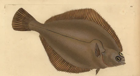 Limande, Limanda limanda. Gravure à la main par Edward Donovan de son "Histoire naturelle des poissons britanniques"