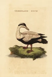 Eider à duvet, Somateria mollissima