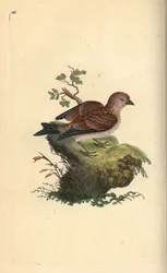 Linotte mélodieuse, Carduelis cannabina. Gravure sur cuivre coloriée à la main dessinée et gravée par Edward Donovan de son Histoire naturelle des oiseaux britanniques, Londres