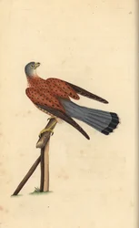 Faucon crécerelle, Falco tinnunculus. Gravure à la main en cuivre dessinée et gravée par Edward Donovan de son propre "Histoire naturelle des oiseaux britanniques," Londres