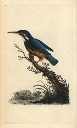Martin-pêcheur d