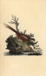 Faisan de Colchide, Phasianus colchicus. Gravure à la main en cuivre dessinée et gravée par Edward Donovan de son propre « Histoire naturelle des oiseaux britanniques », Londres