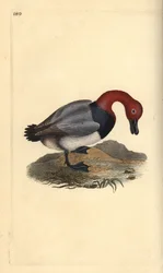Fuligule milouin, Aythra ferina (mâle). Gravure à la main en cuivre dessinée et gravée par Edward Donovan de son propre "Histoire naturelle des oiseaux britanniques," Londres