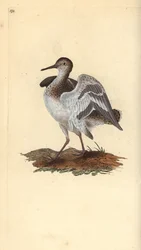 Chevalier guignette, Actitis hypoleucos. Gravure à la main en cuivre dessinée et gravée par Edward Donovan de son Histoire naturelle des oiseaux britanniques, Londres